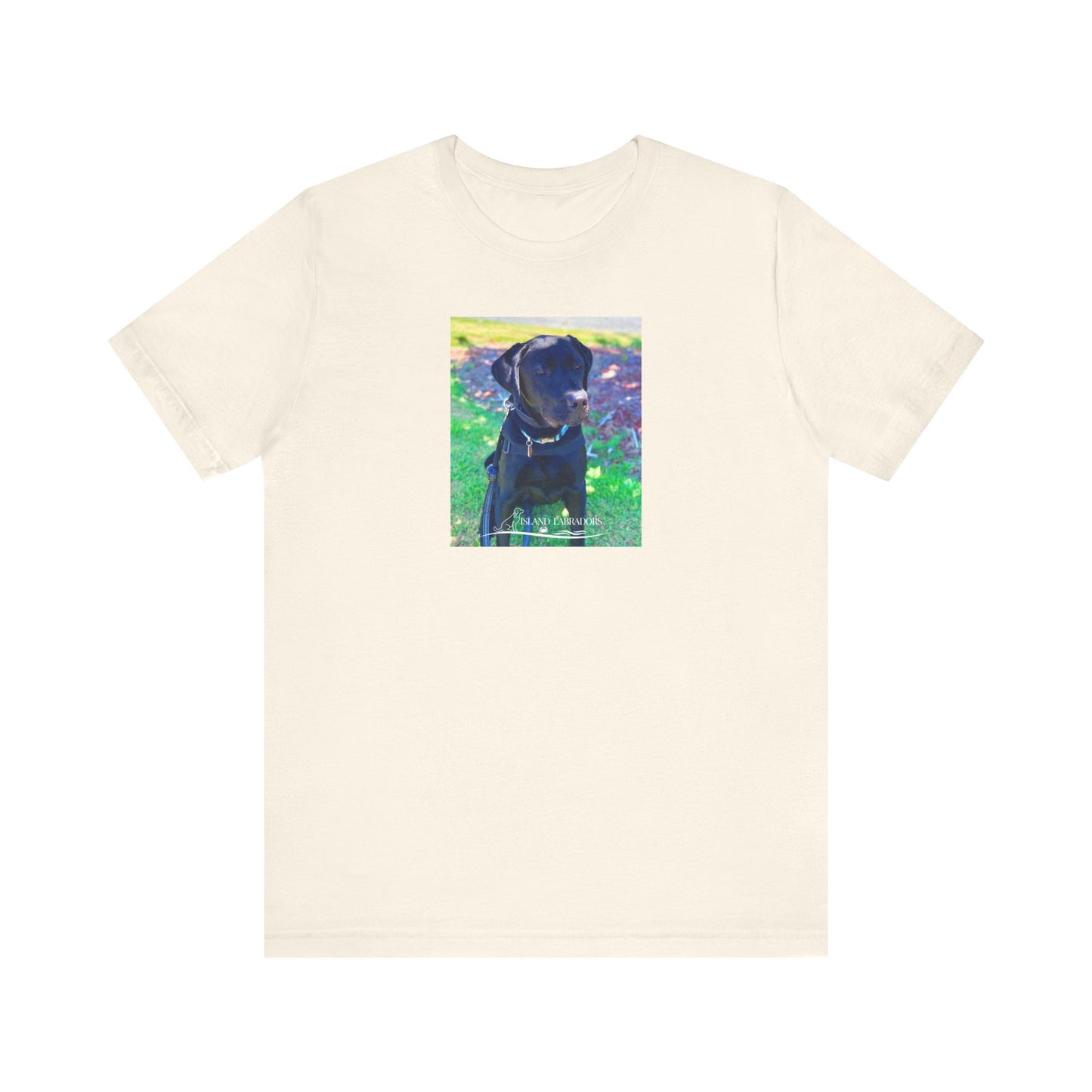 Coastie Black Labby
