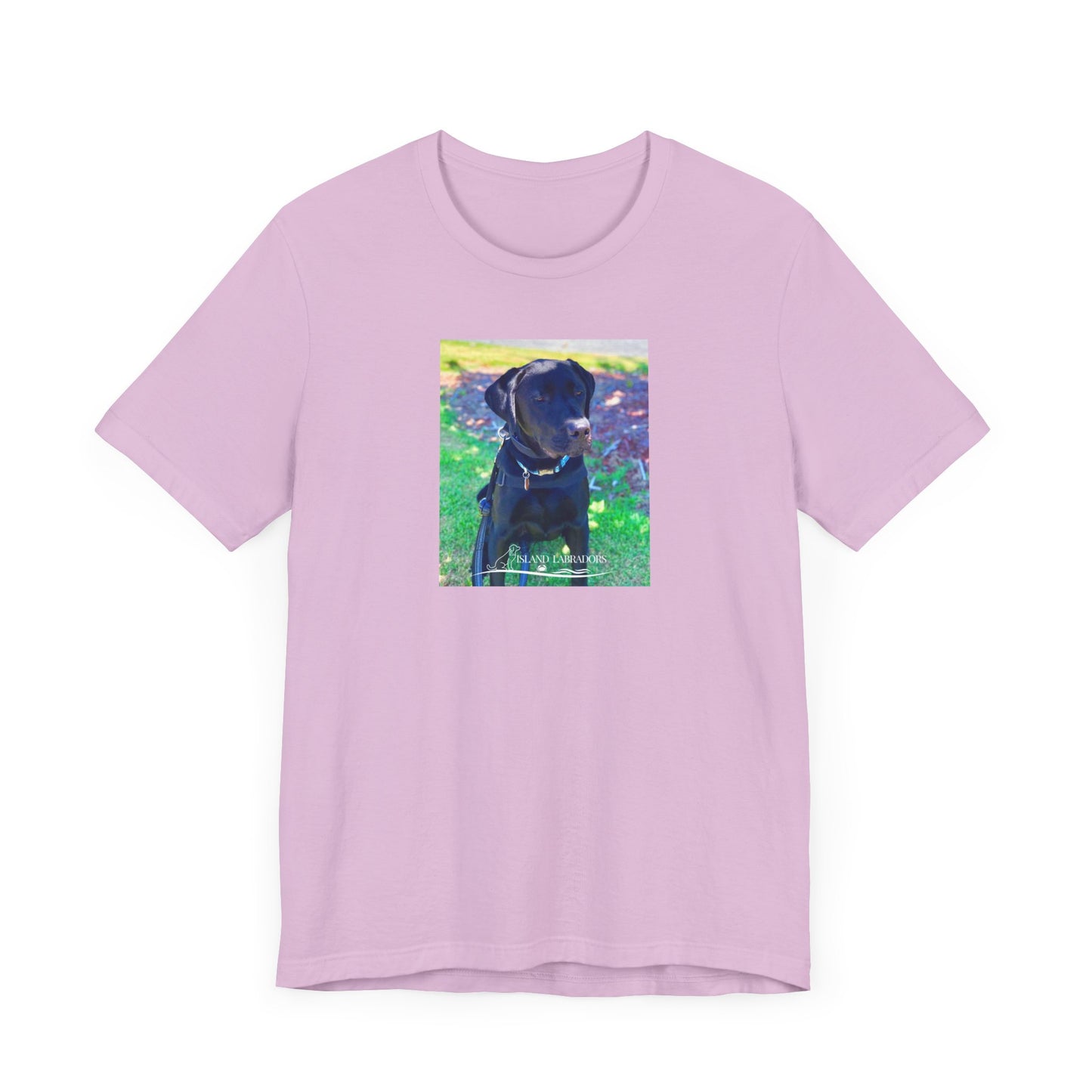Coastie Black Labby