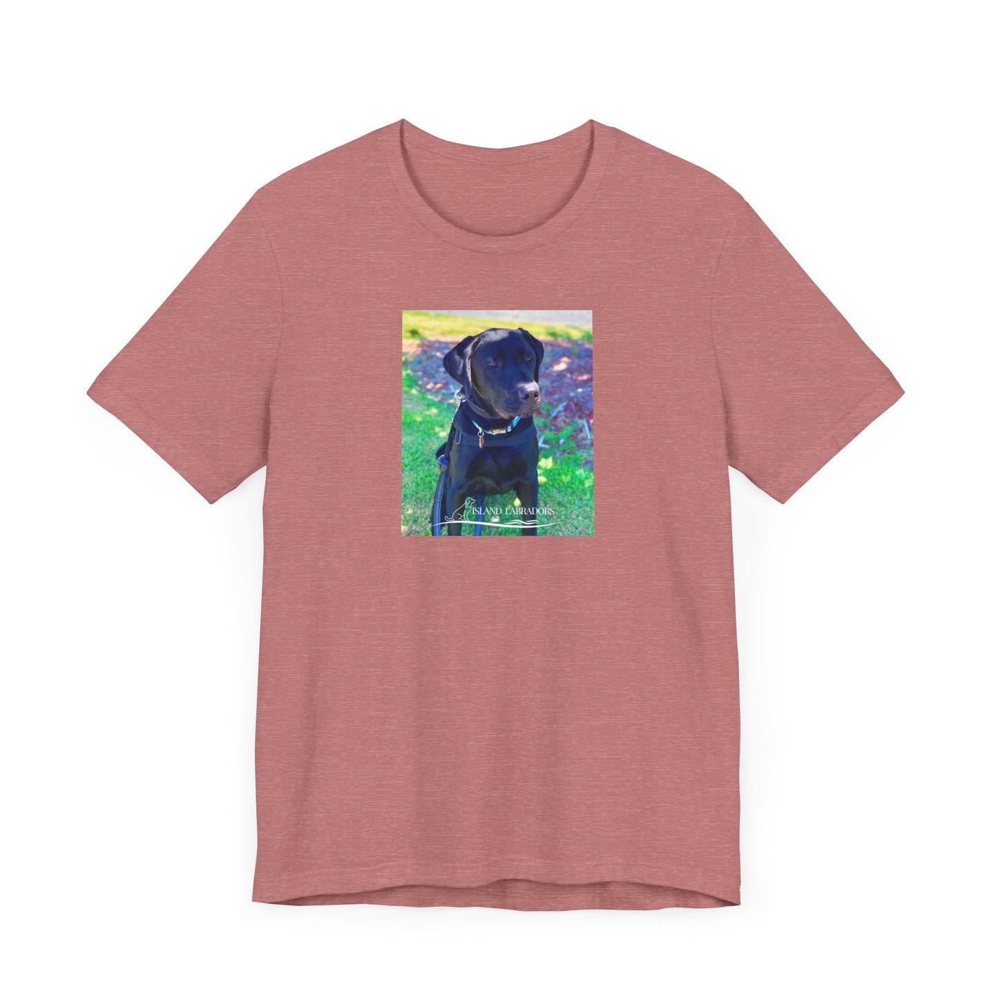 Coastie Black Labby