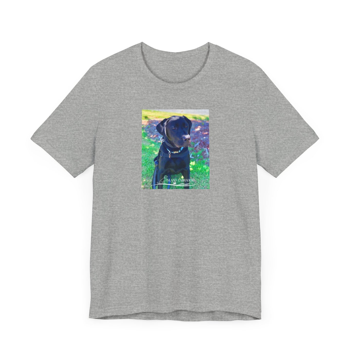 Coastie Black Labby